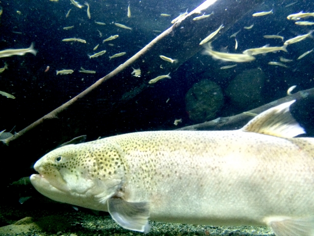 青森で幻の魚・イトウを味わえる宿3選｜極上グルメと温泉でほっこり
